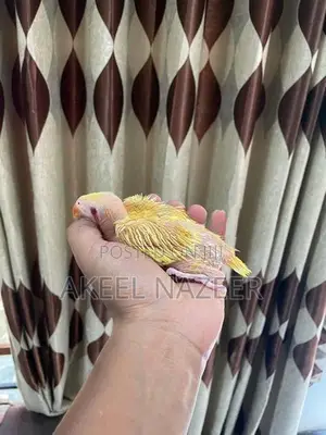 Ring Neck Yellow Chicks