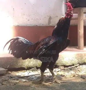 Farm Chickens