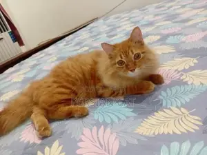Persian Male Cat