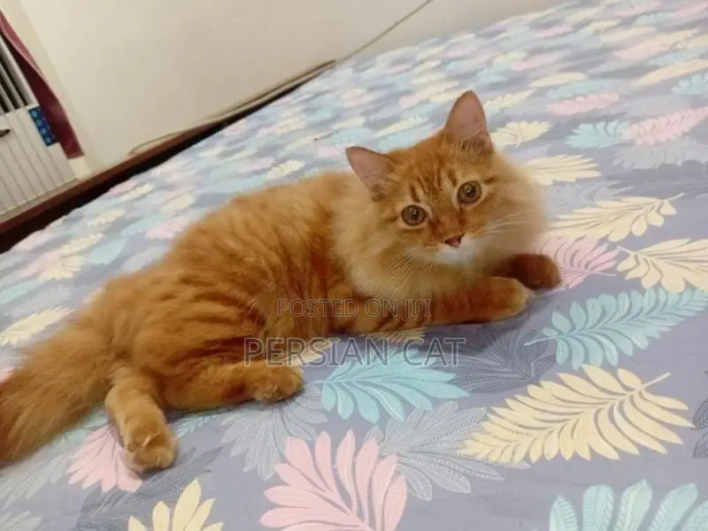 Persian Male Cat