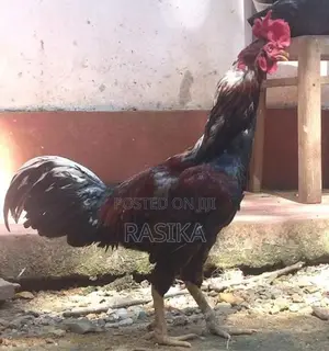 Farm Chickens