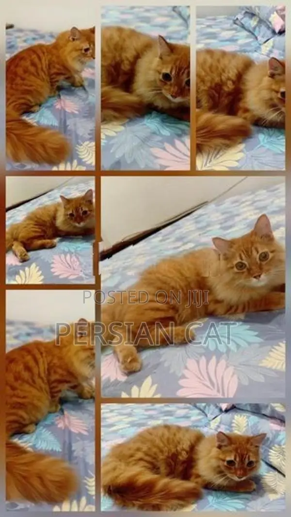 Persian Male Cat
