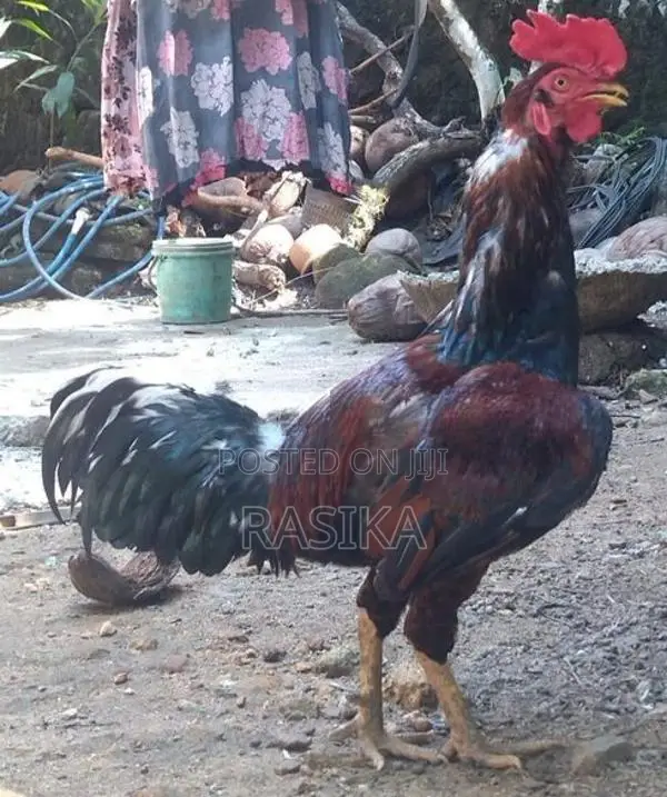 Farm Chickens