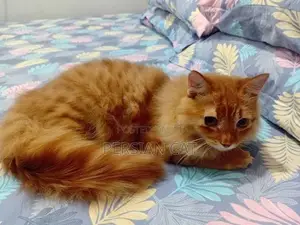 Persian Male Cat
