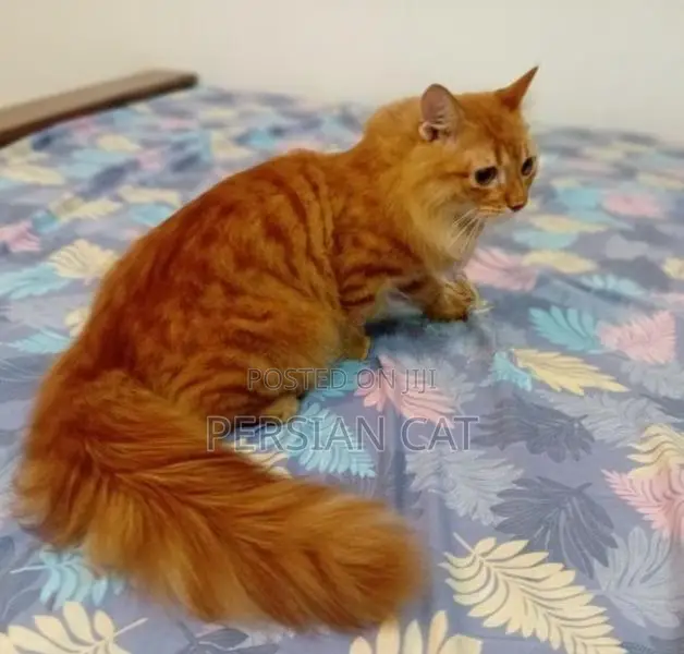 Persian Male Cat