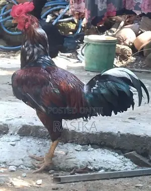 Farm Chickens