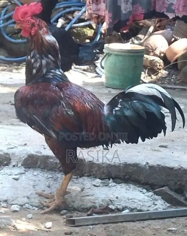 Farm Chickens