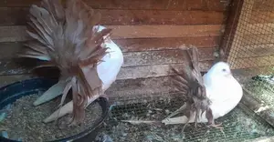 Pigeons