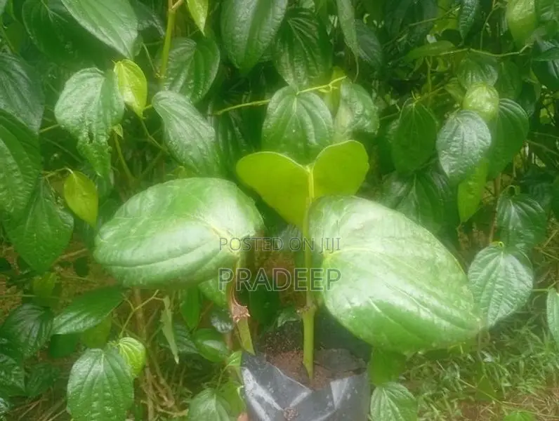 බුලත් පැළ