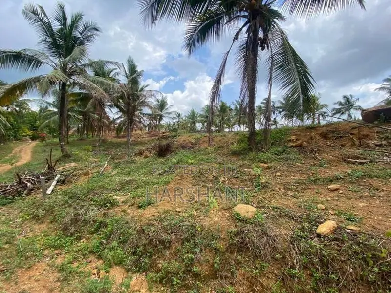 15P High Elevated land at ASP estate Halpe Road, paduka