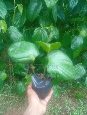 බුලත් පැළ