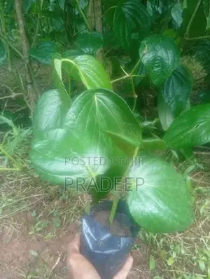 බුලත් පැළ
