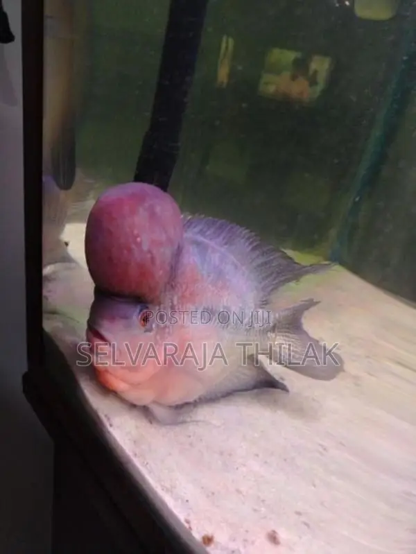 Flowerhorn Fish