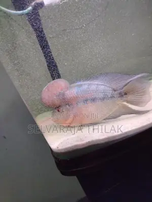 Flowerhorn Fish