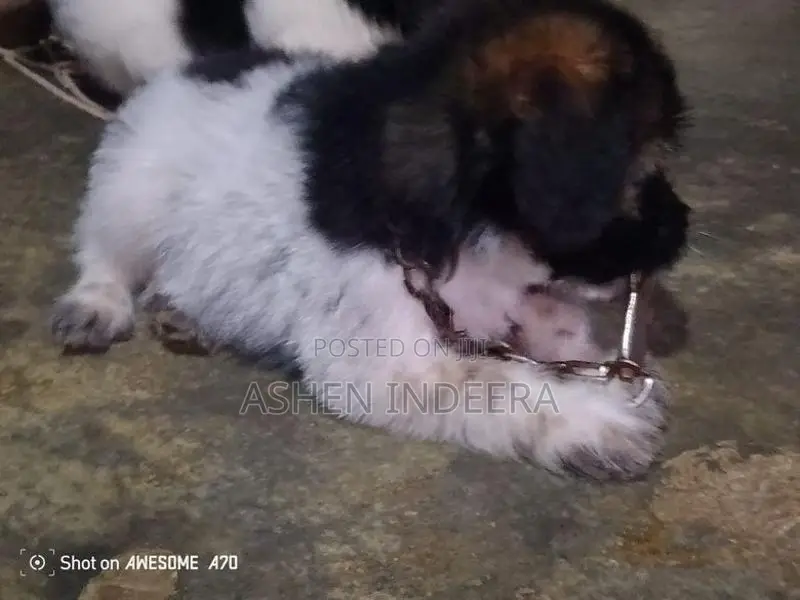 Terrier Puppy