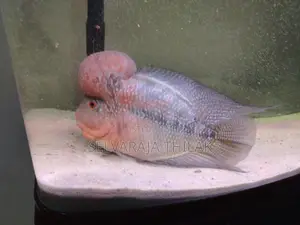 Flowerhorn Fish
