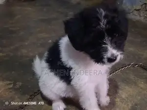 Terrier Puppy