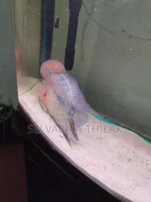 Flowerhorn Fish