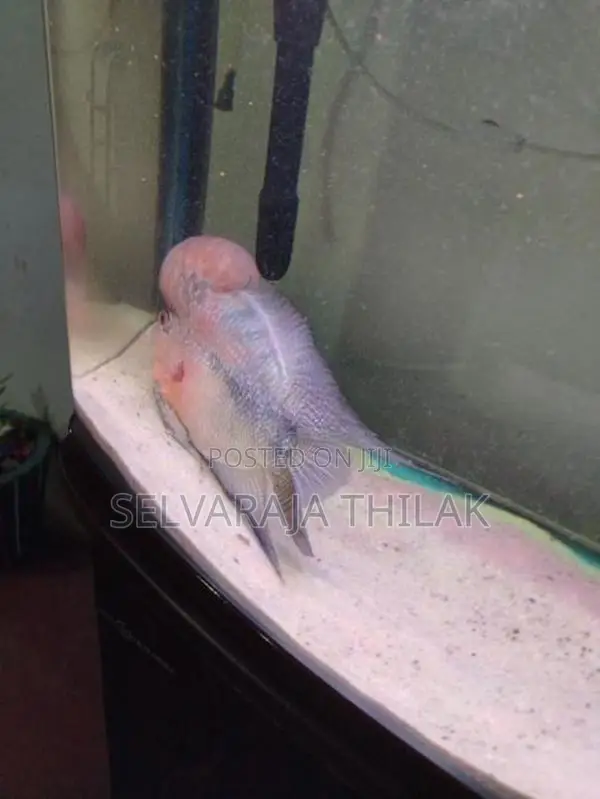 Flowerhorn Fish