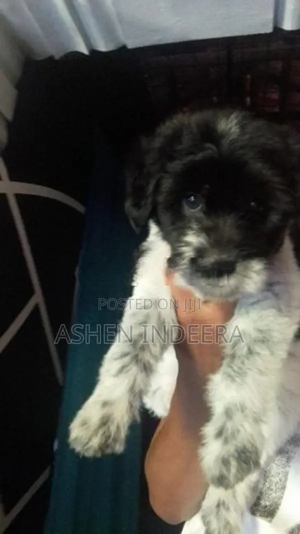 Terrier Puppy