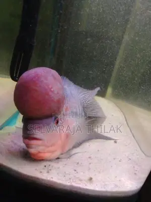 Flowerhorn Fish