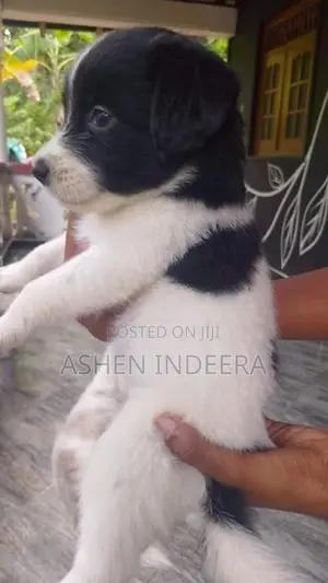 Terrier Puppy