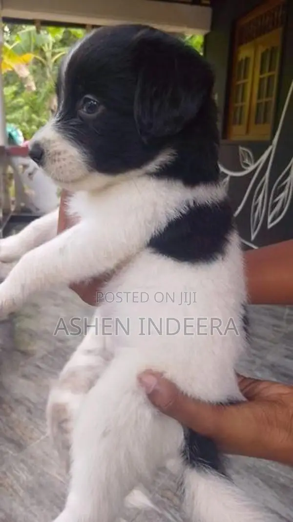 Terrier Puppy