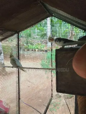 Cockatiel Birds
