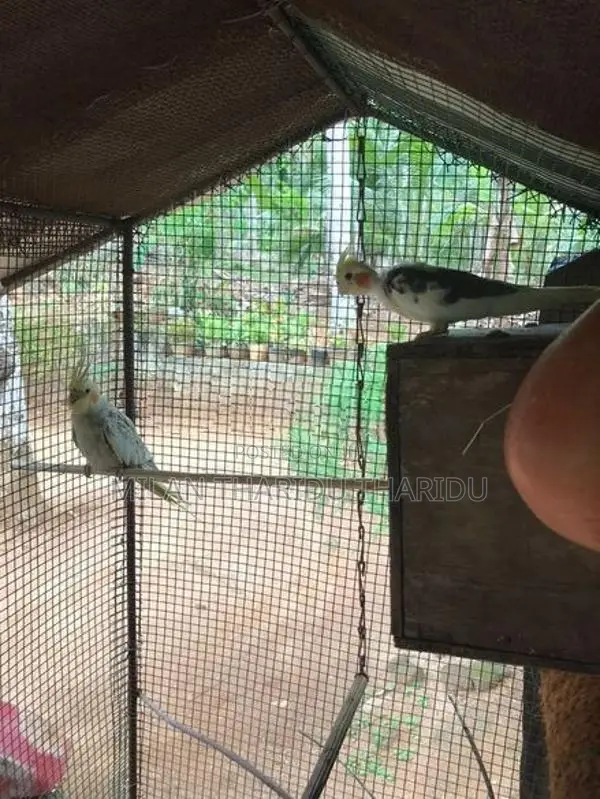 Cockatiel Birds