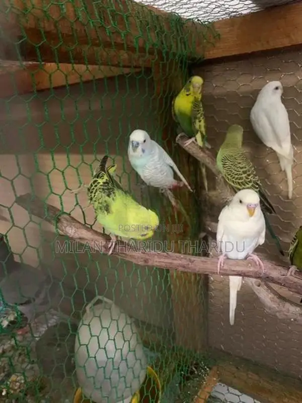 Love Birds
