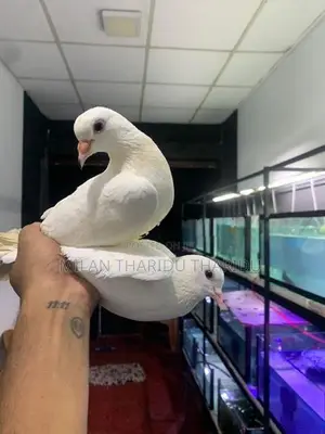 Pigeons