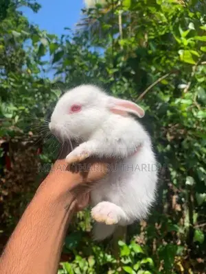 Rabbit