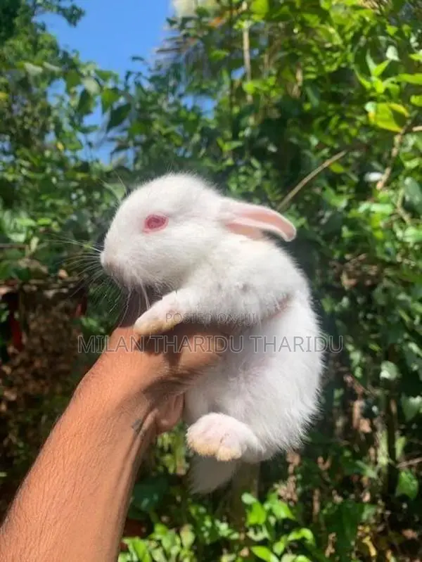 Rabbit