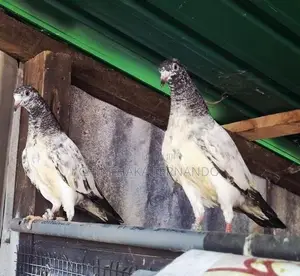 Pigeons