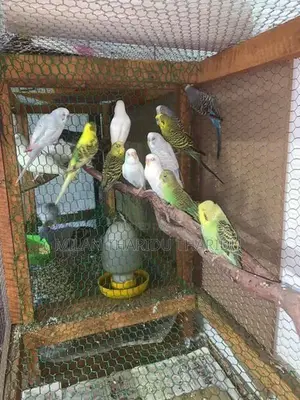 Love Birds