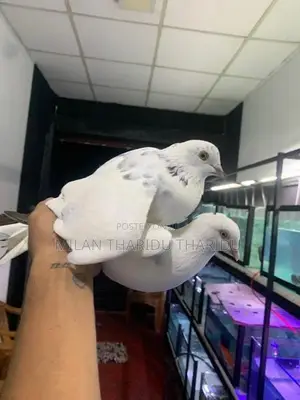 Pigeons