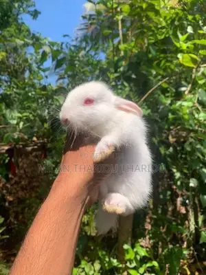 Rabbit