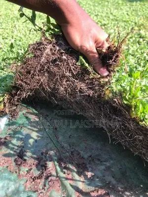 Malaysian Grass