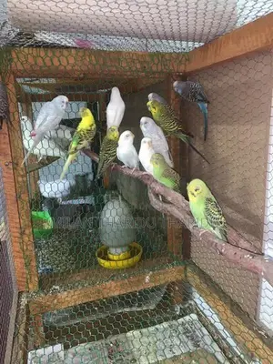 Love Birds