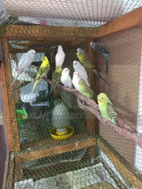 Love Birds