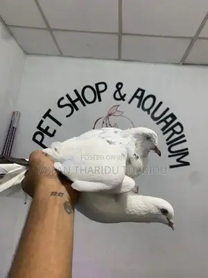 Pigeons