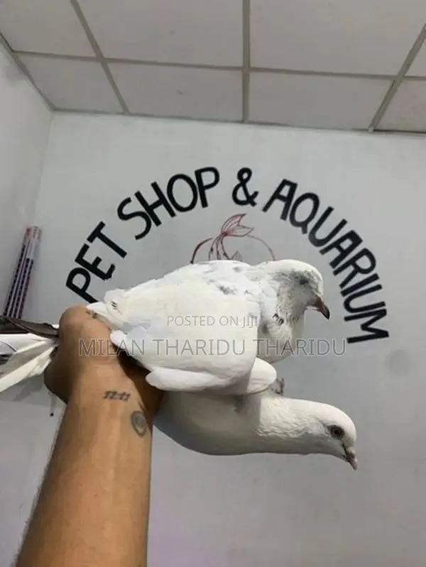 Pigeons