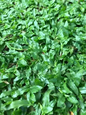 Malaysian Grass