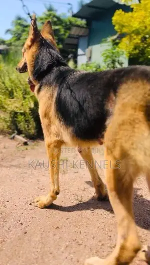 German Shepherd Female Dog