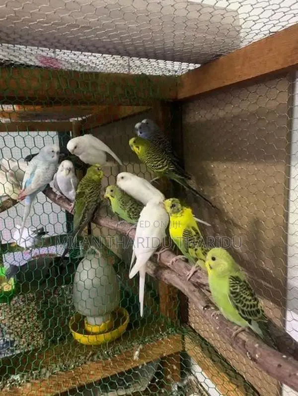 Love Birds