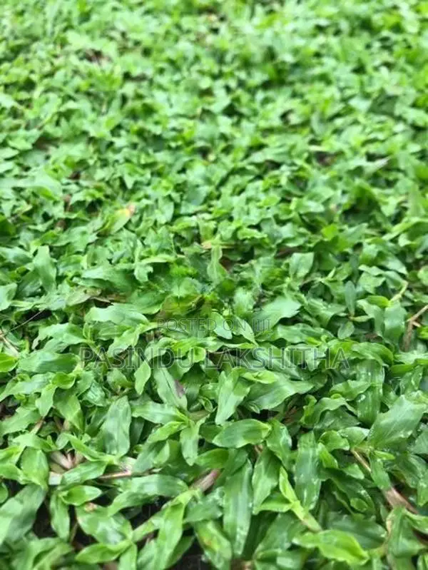 Malaysian Grass