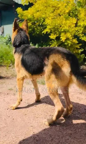 German Shepherd Female Dog