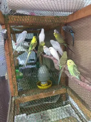 Love Birds