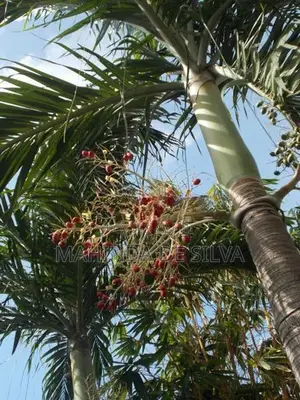 Palm Plant