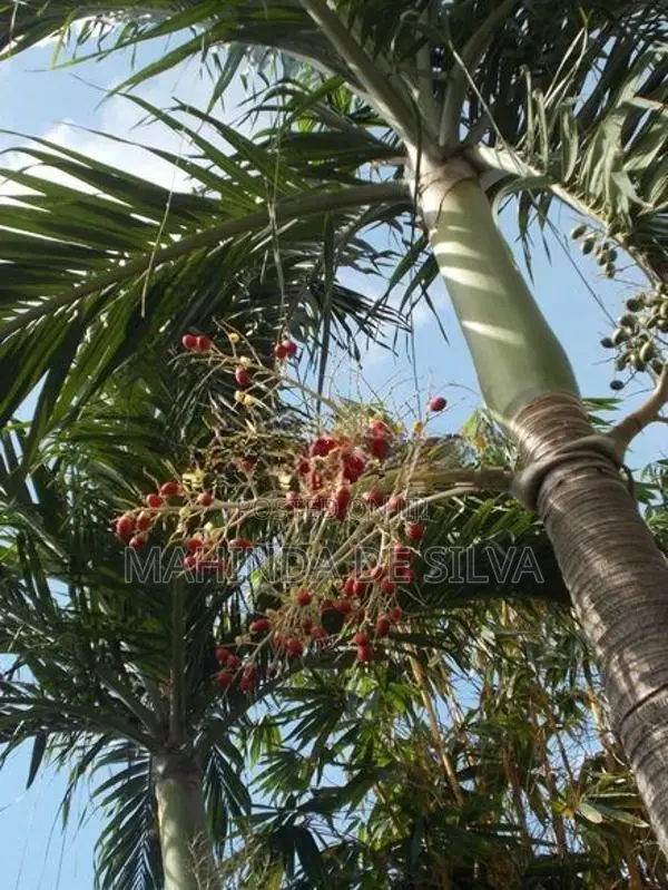 Palm Plant